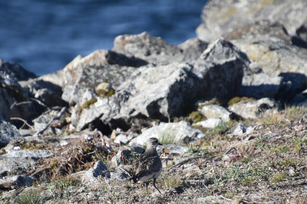 アメリカムナグロ - ML645971278