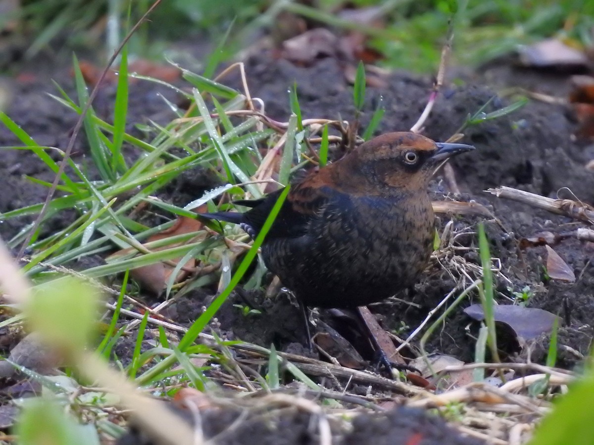 Rusty Blackbird - ML645971279