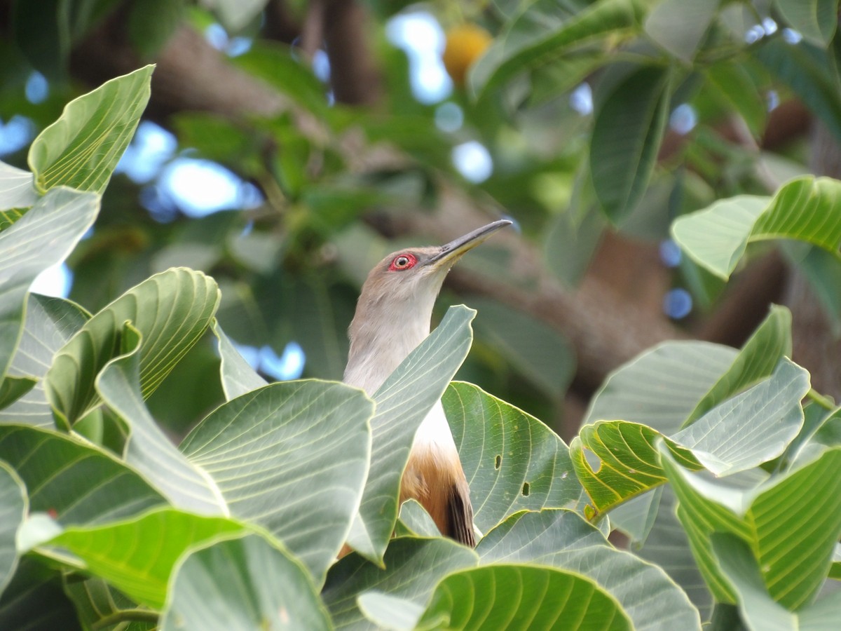 Puerto Rican Lizard-Cuckoo - ML645971280
