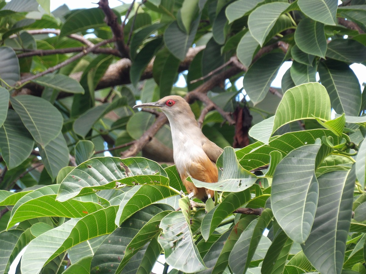 Puerto Rican Lizard-Cuckoo - ML645971281