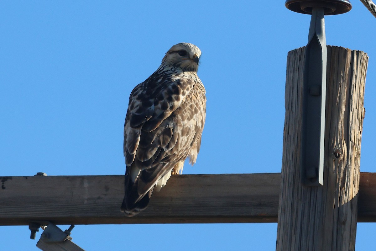 Rough-legged Hawk - ML645971284