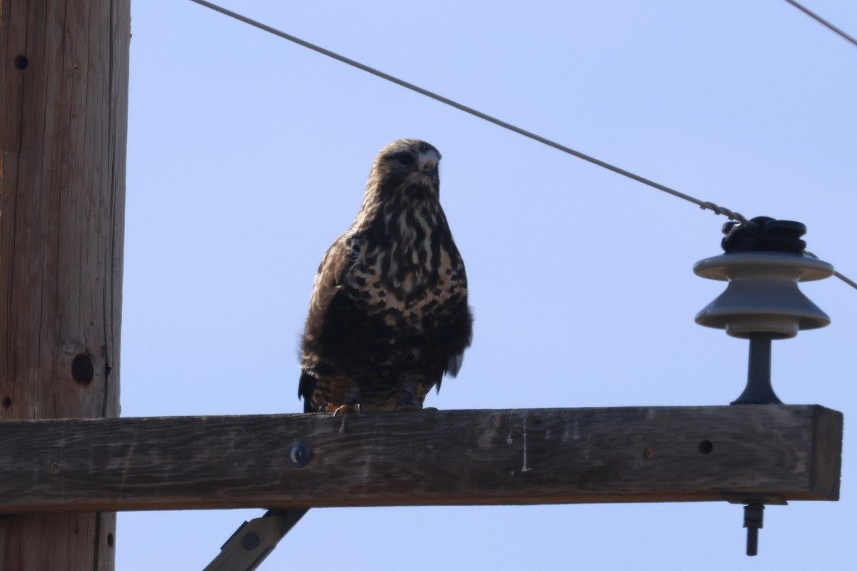Rough-legged Hawk - ML645971285
