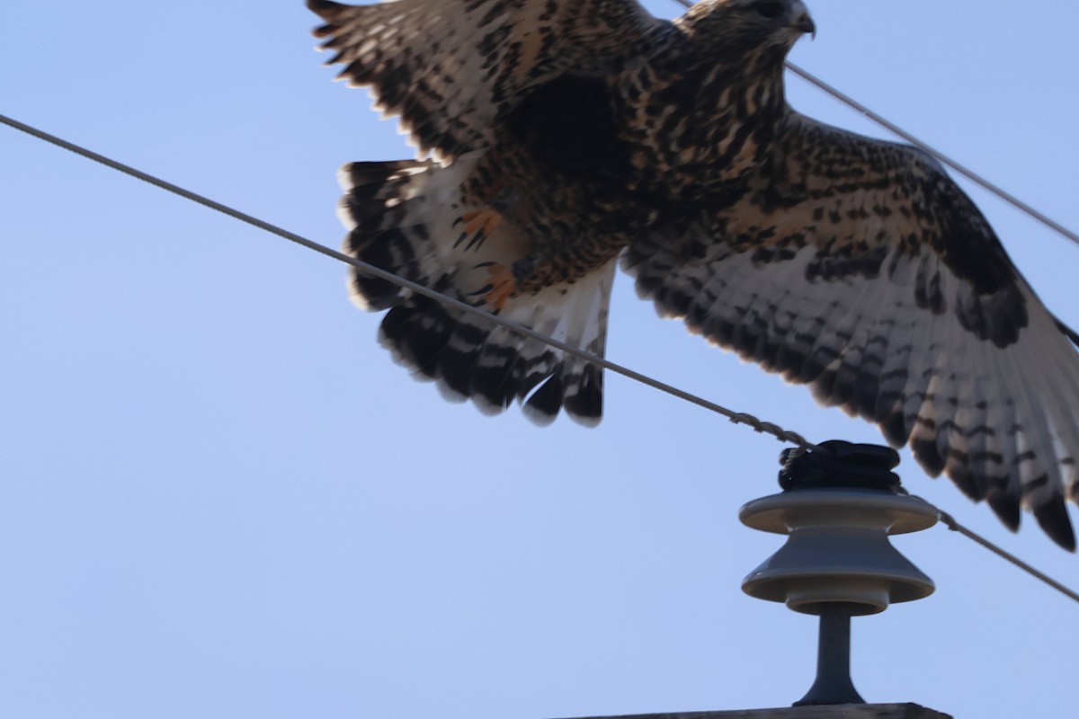 Rough-legged Hawk - ML645971286