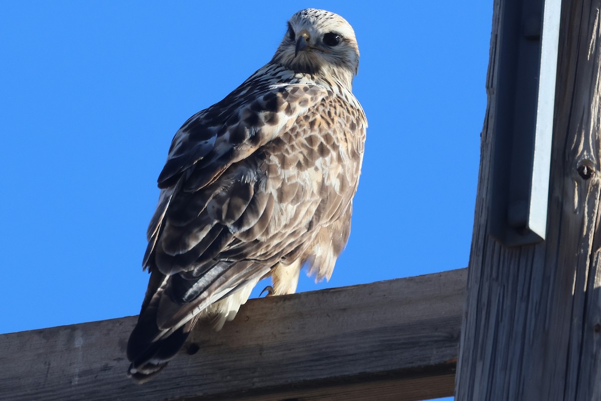 Rough-legged Hawk - ML645971287