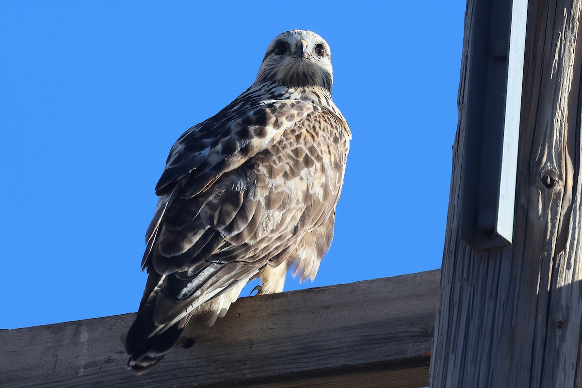 Rough-legged Hawk - ML645971288