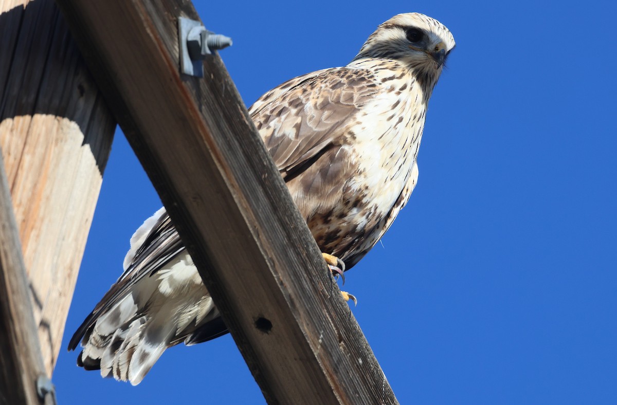 Rough-legged Hawk - ML645971289