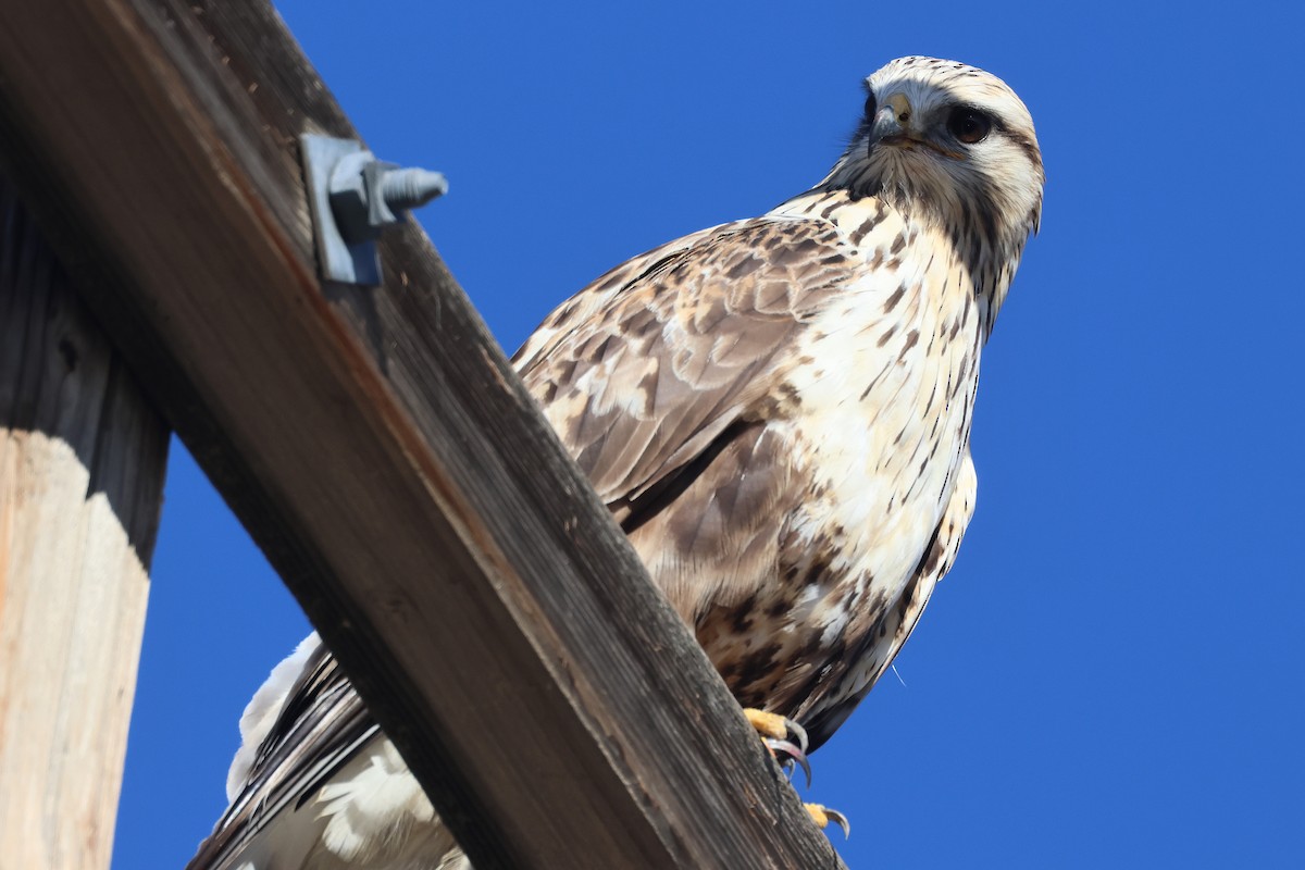 Rough-legged Hawk - ML645971290
