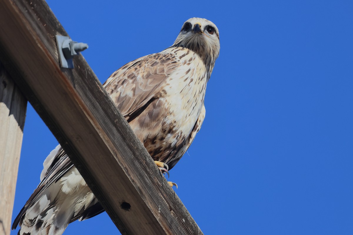 Rough-legged Hawk - ML645971291