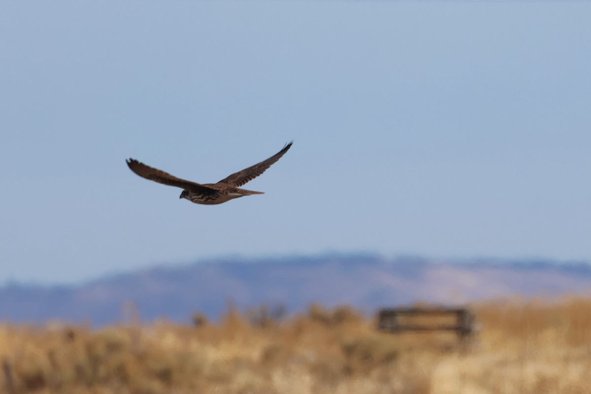 Prairie Falcon - ML645971298