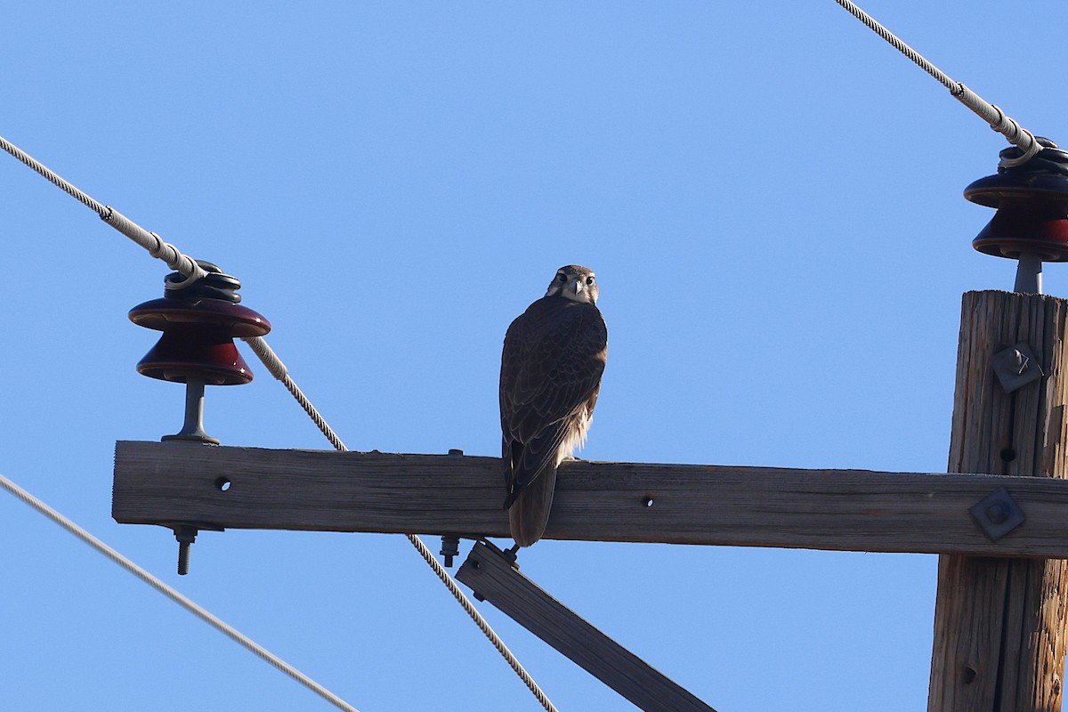 Prairie Falcon - ML645971299