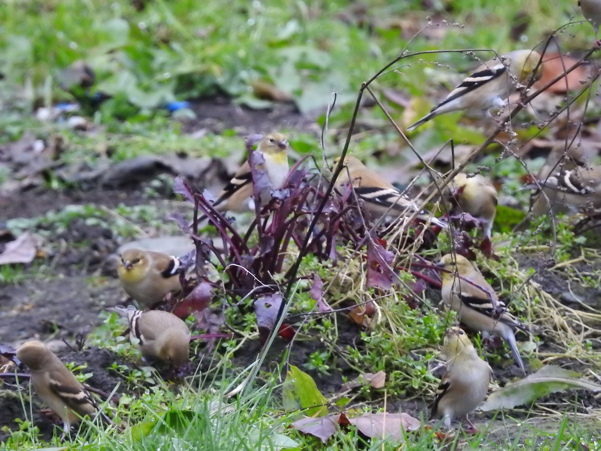 American Goldfinch - ML645971300