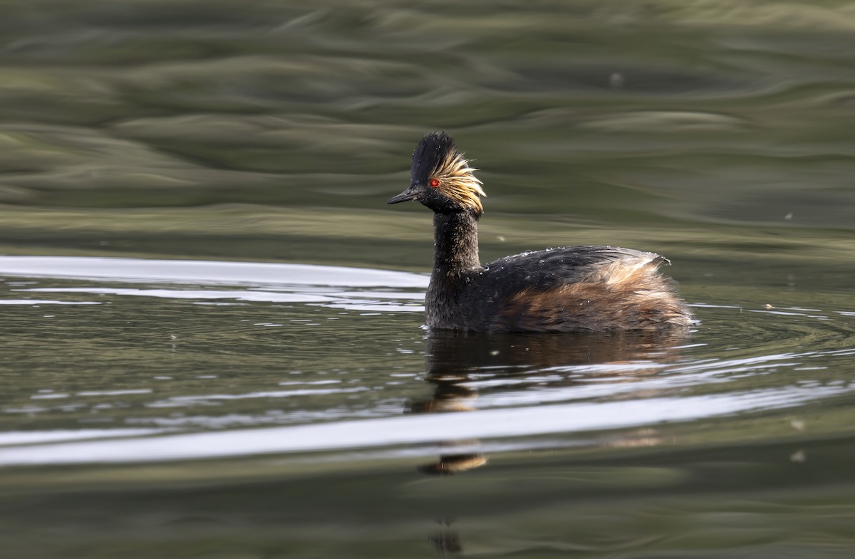 potápka černokrká - ML645971301