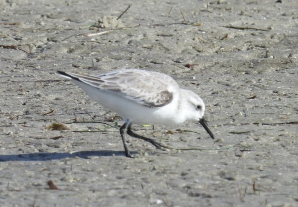 Txirri zuria - ML645971312