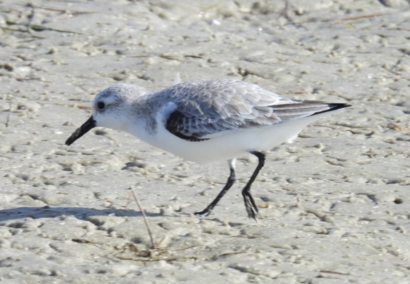 Txirri zuria - ML645971313