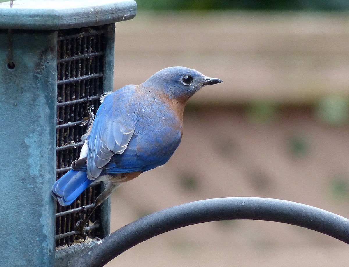 Eastern Bluebird - ML645971334