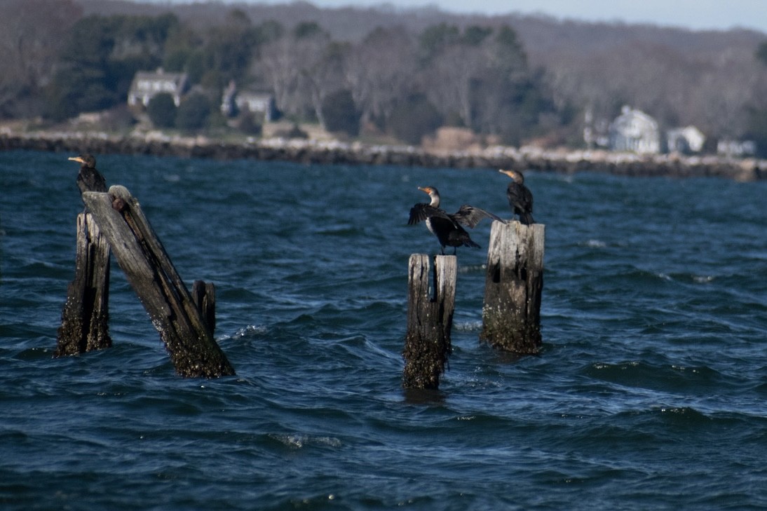 kormorán velký - ML645971335