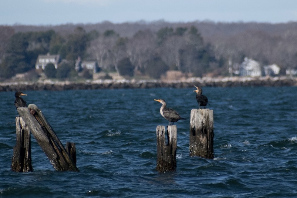 kormorán velký - ML645971336