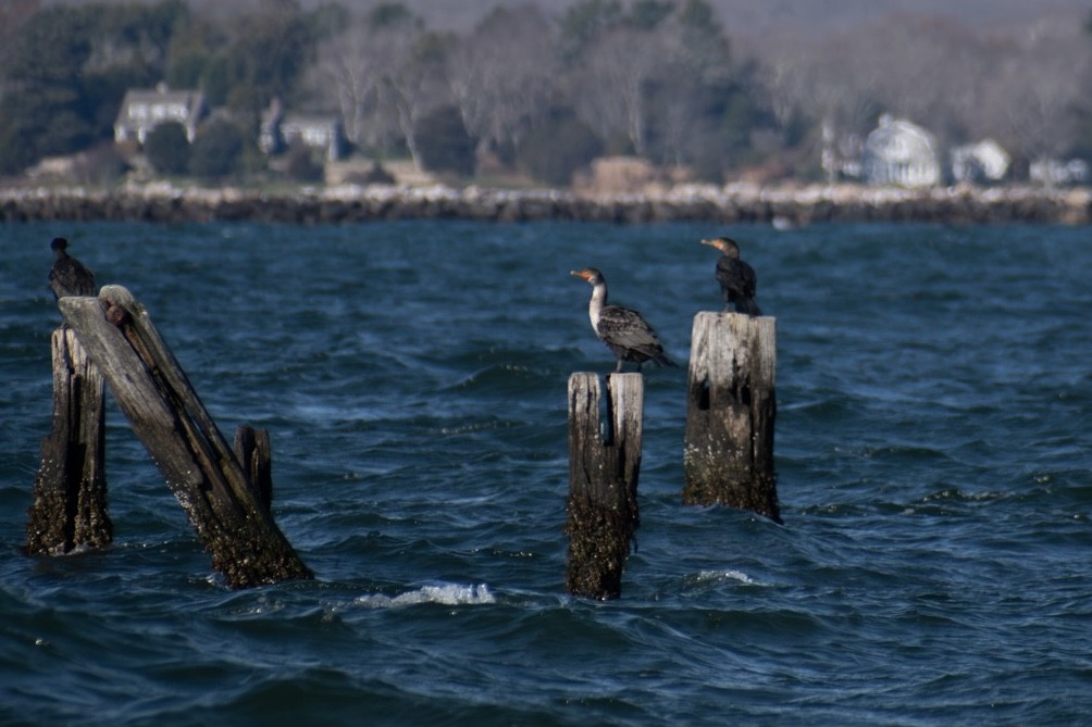 kormorán velký - ML645971337