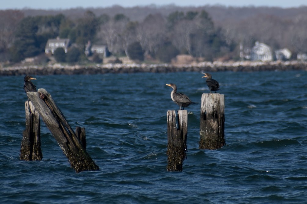 kormorán velký - ML645971338