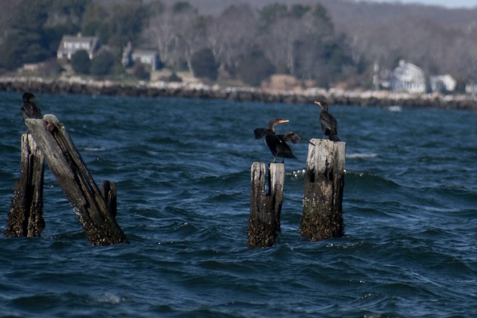 kormorán velký - ML645971339