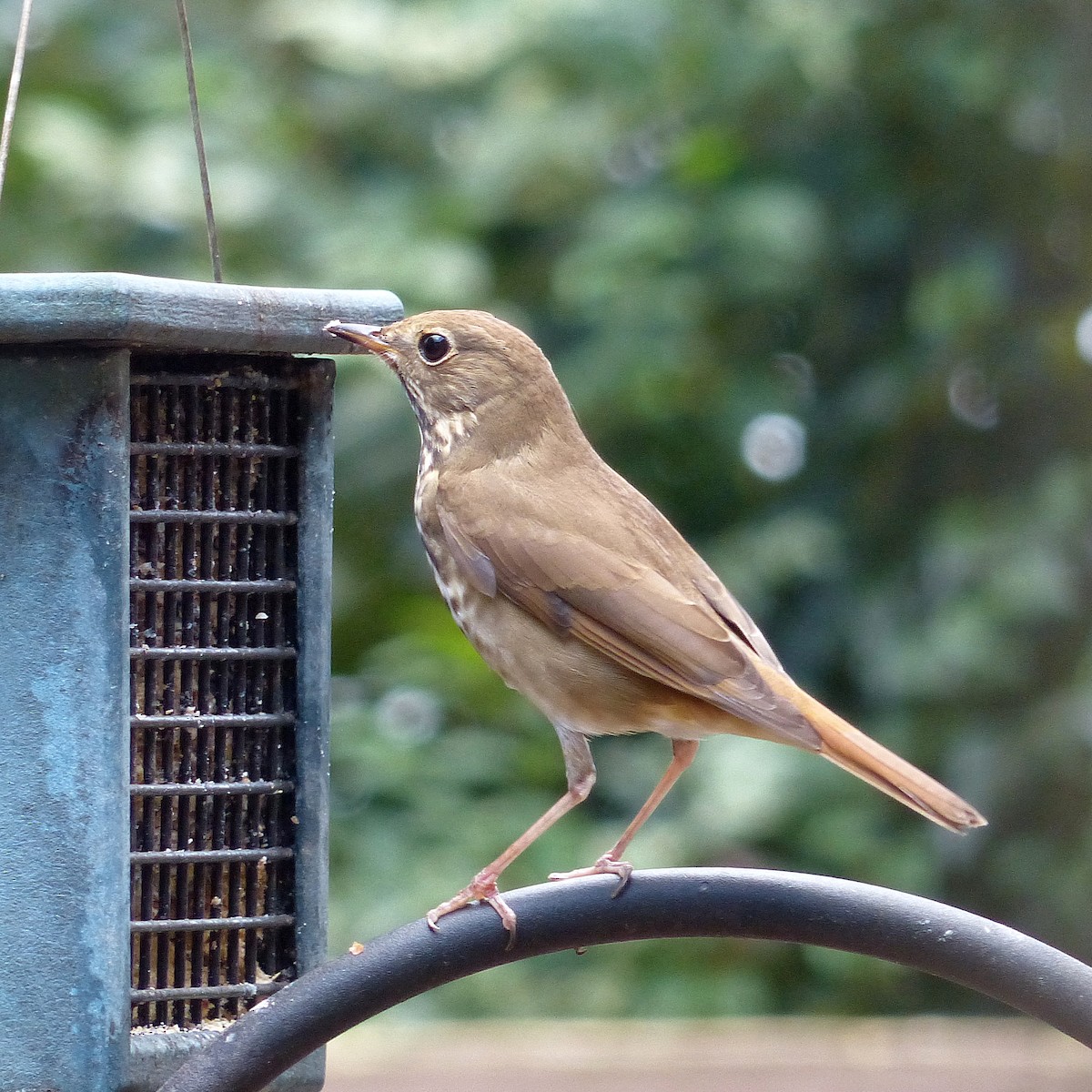 Münzevi Bülbül Ardıcı - ML645971342