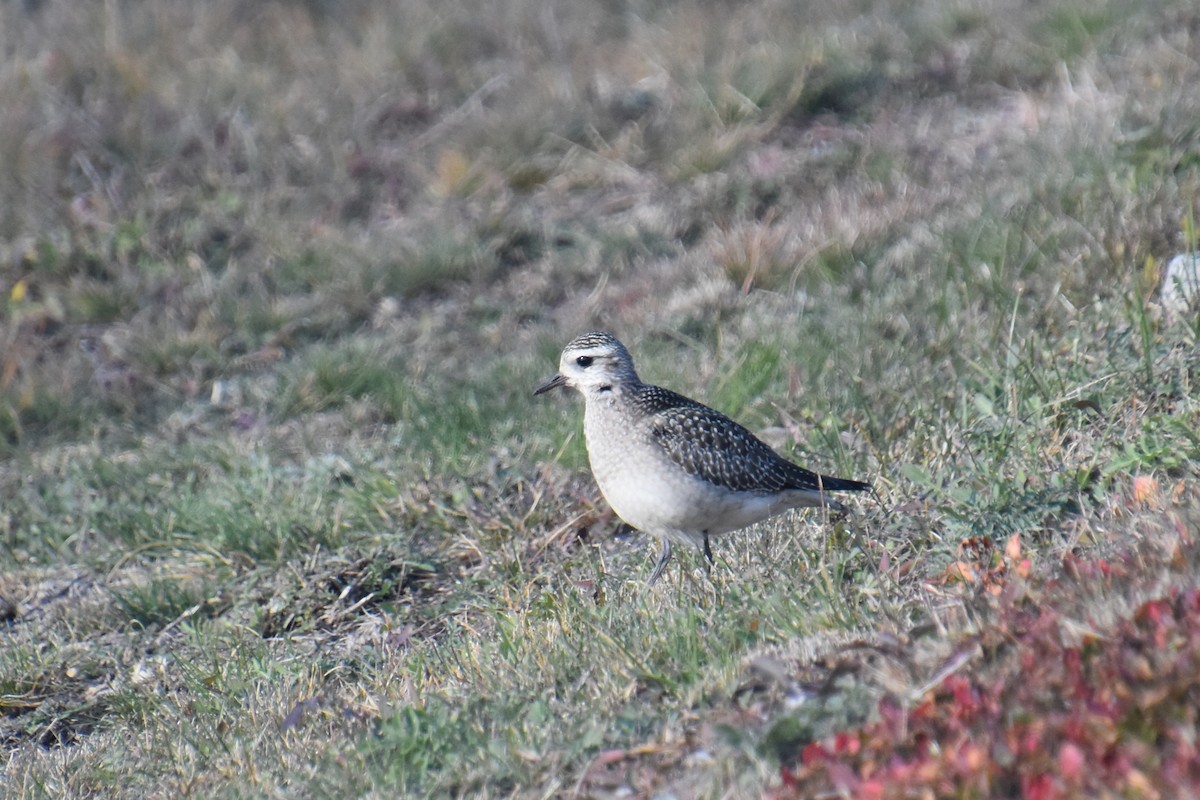 アメリカムナグロ - ML645971347