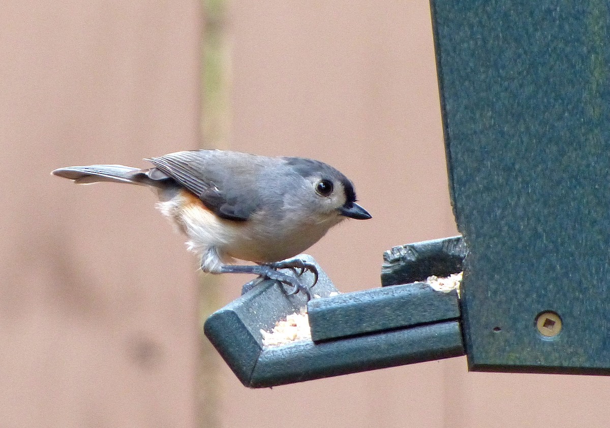 Ak Tepeli Baştankara - ML645971348