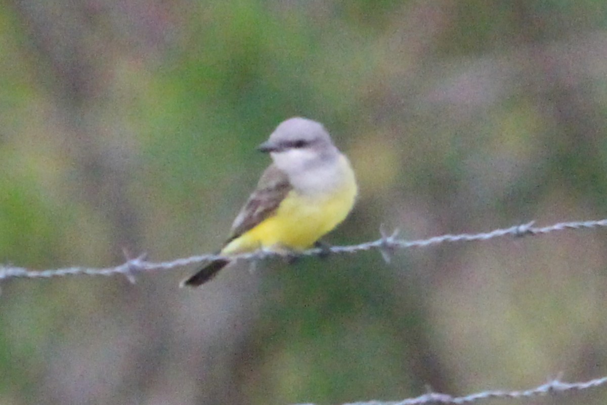 Western Kingbird - ML645971349