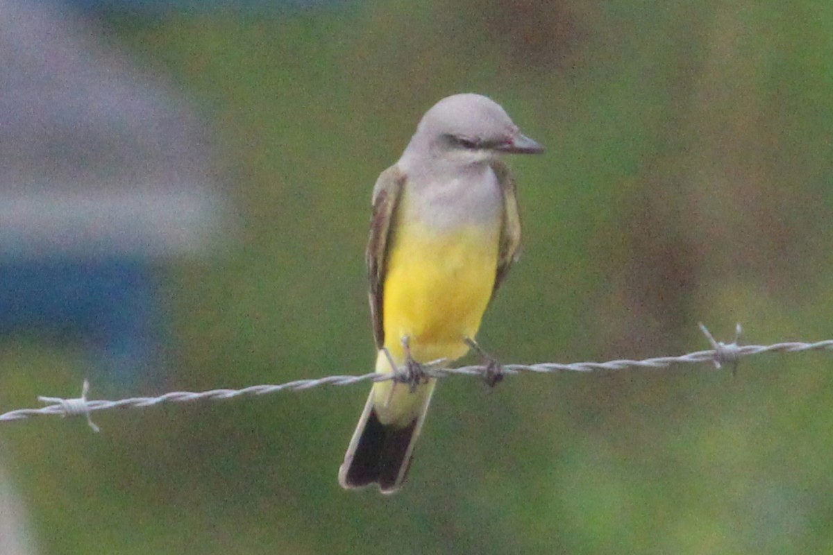 Western Kingbird - ML645971350