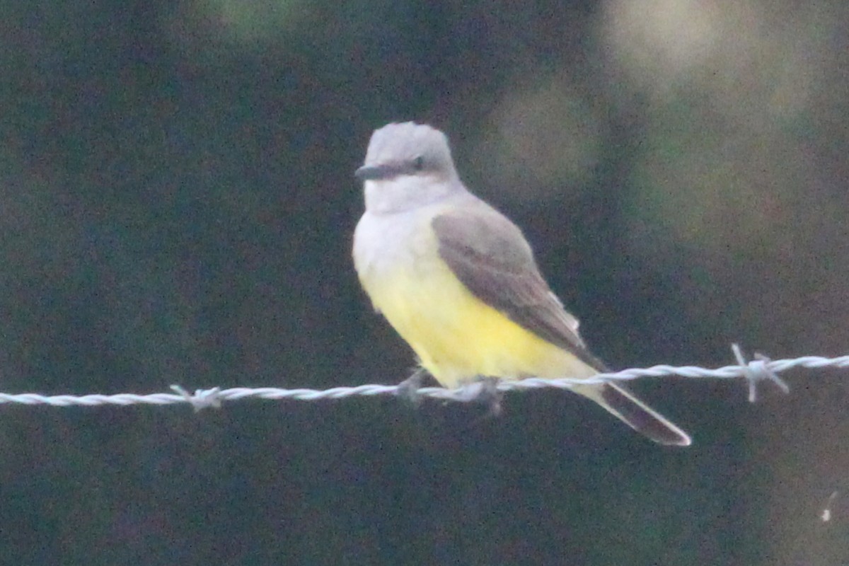 Western Kingbird - ML645971351