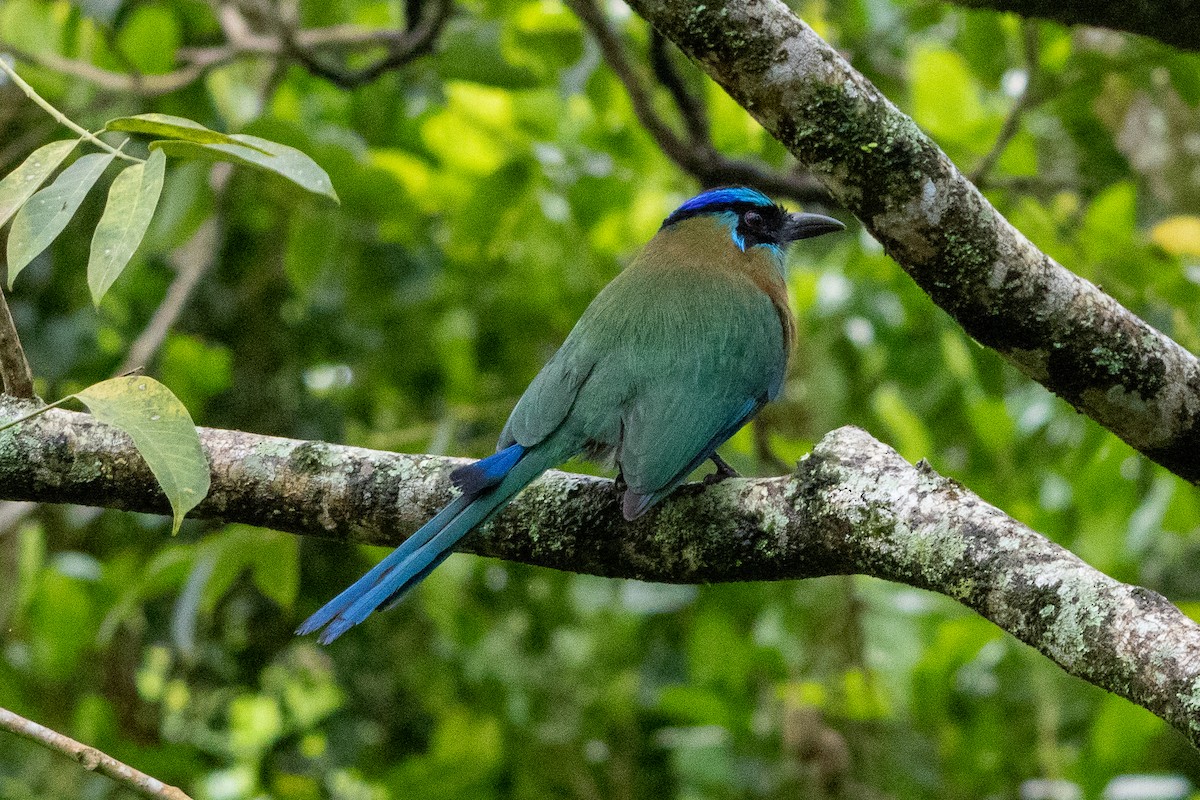 Lesson Motmotu - ML645971358