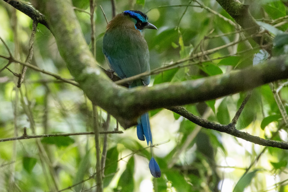 Lesson Motmotu - ML645971359