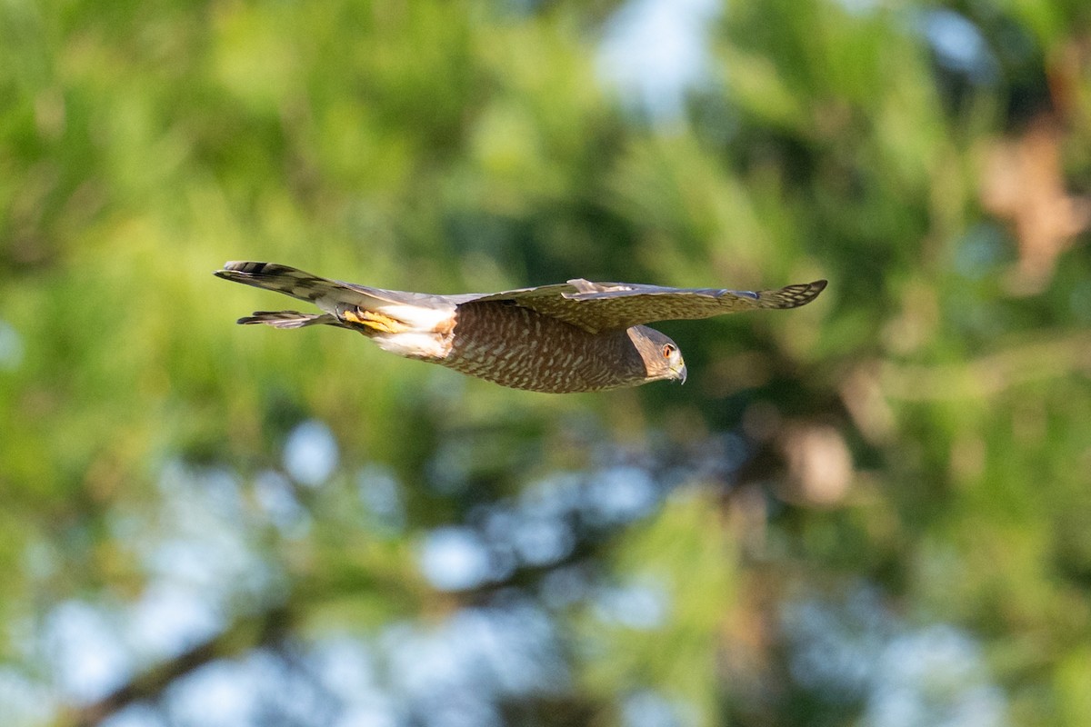 Cooper's Hawk - ML645971360
