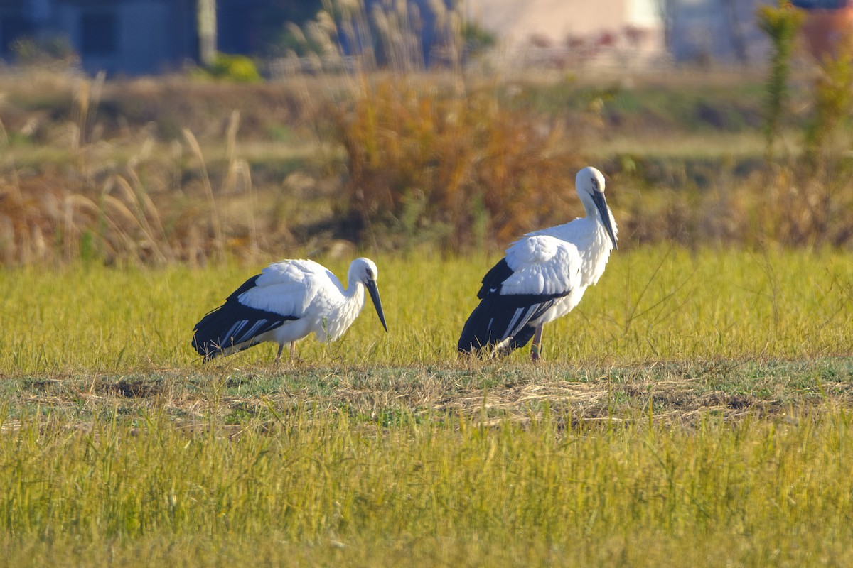 東方白鸛 - ML645971363