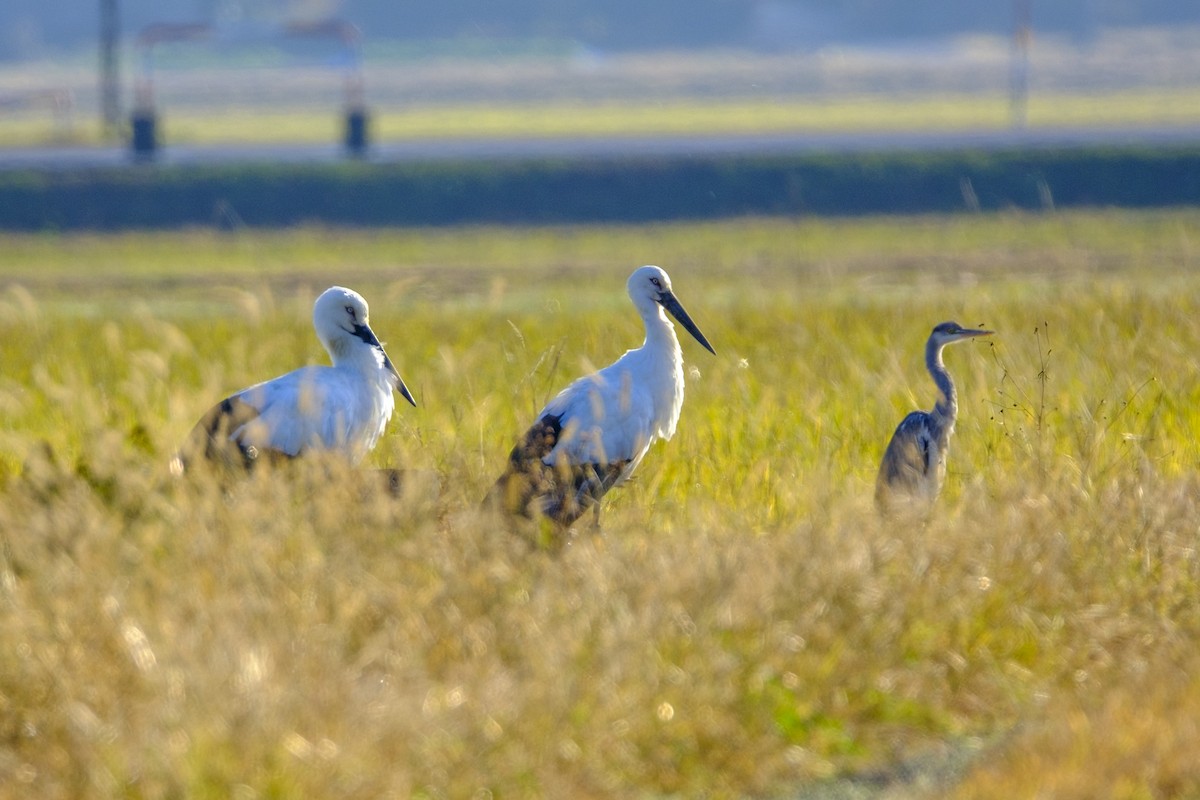 東方白鸛 - ML645971364