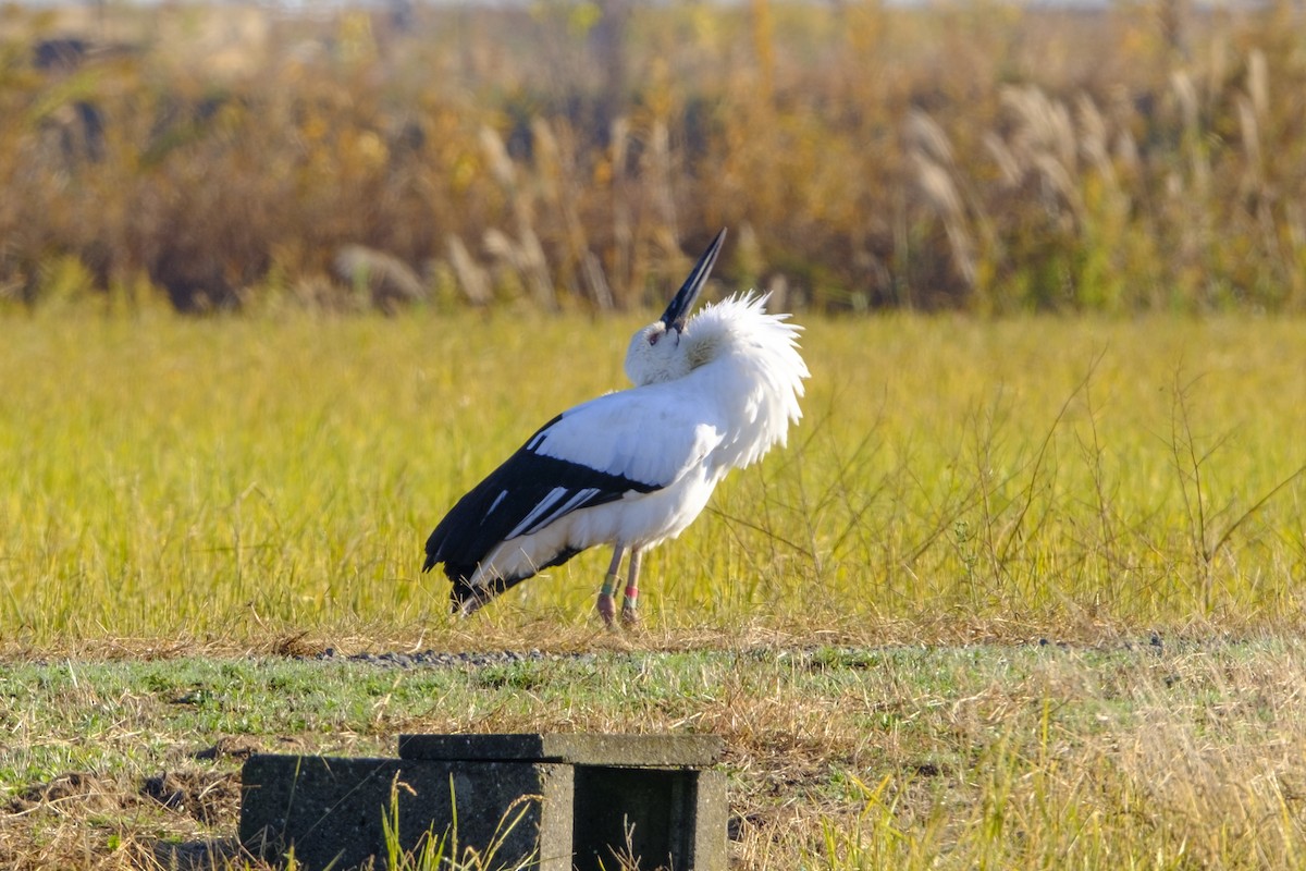 東方白鸛 - ML645971366