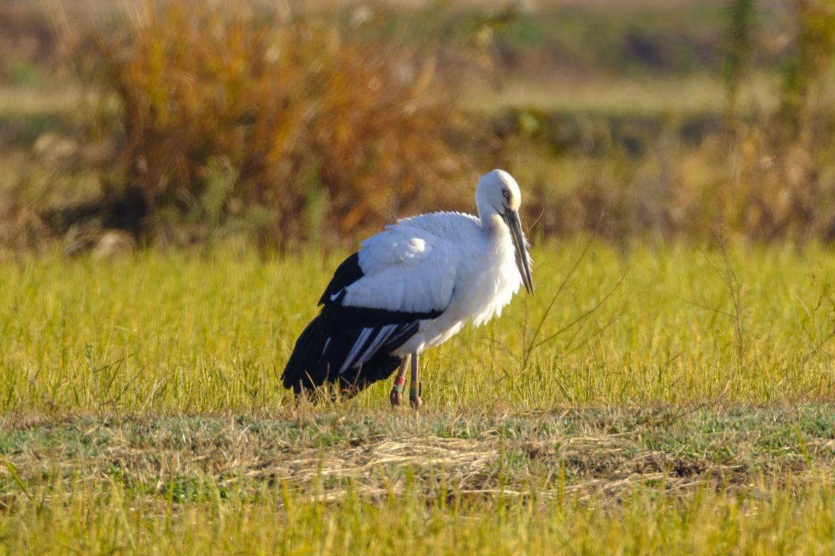 東方白鸛 - ML645971376