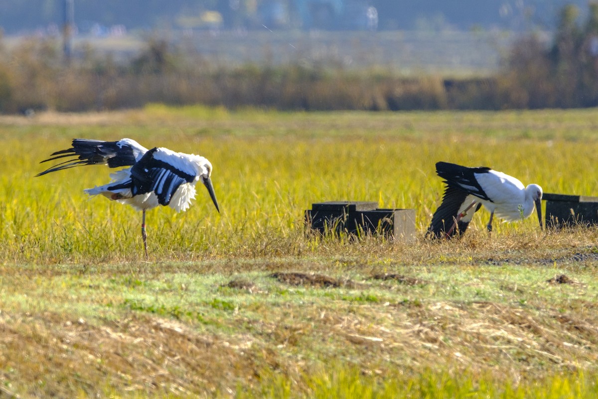 東方白鸛 - ML645971377