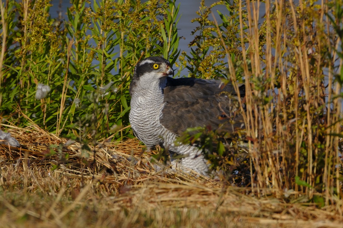 蒼鷹 - ML645971383