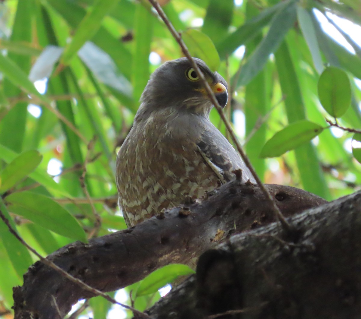 káně krahujová - ML645971386