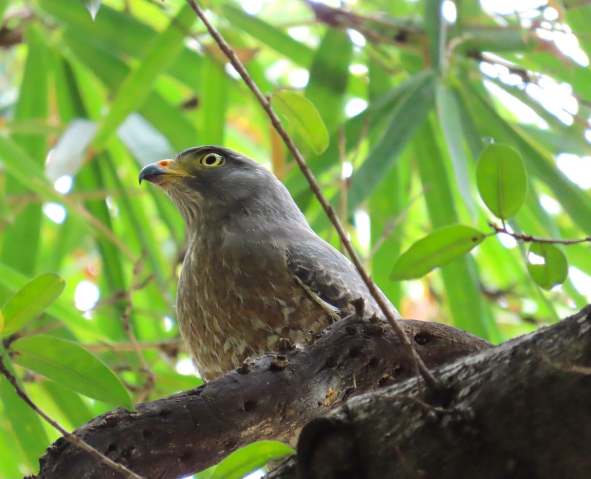 káně krahujová - ML645971387