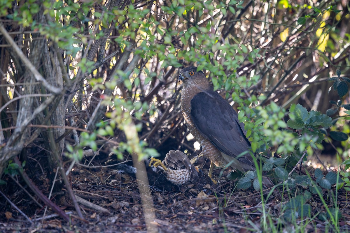 Cooper's Hawk - ML645971393