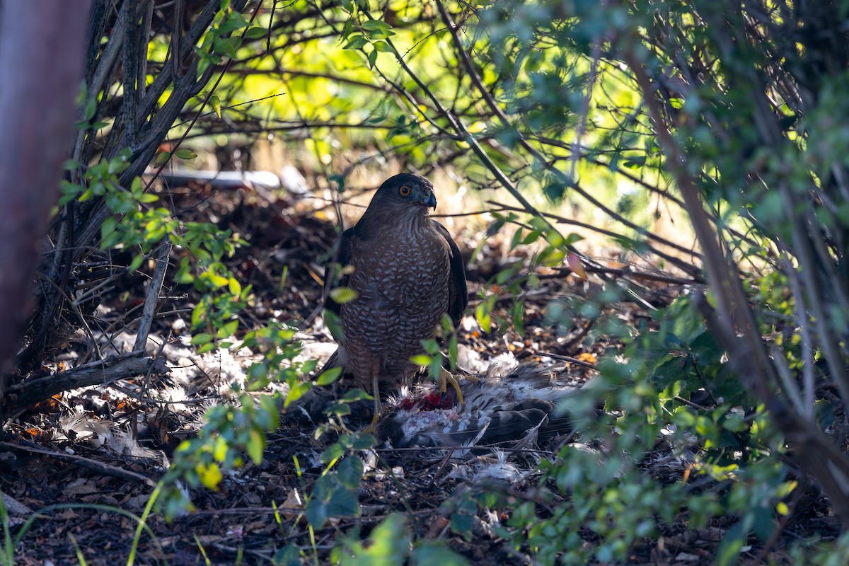 Cooper's Hawk - ML645971394
