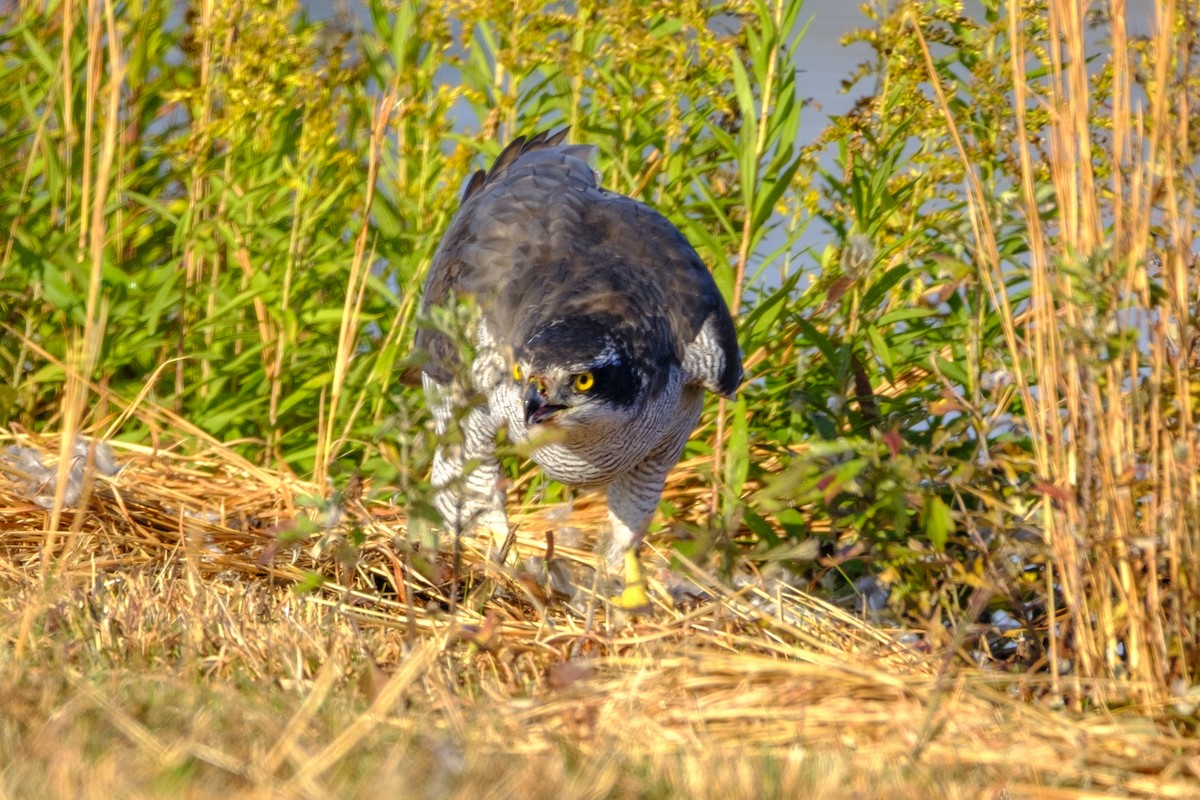 蒼鷹 - ML645971411