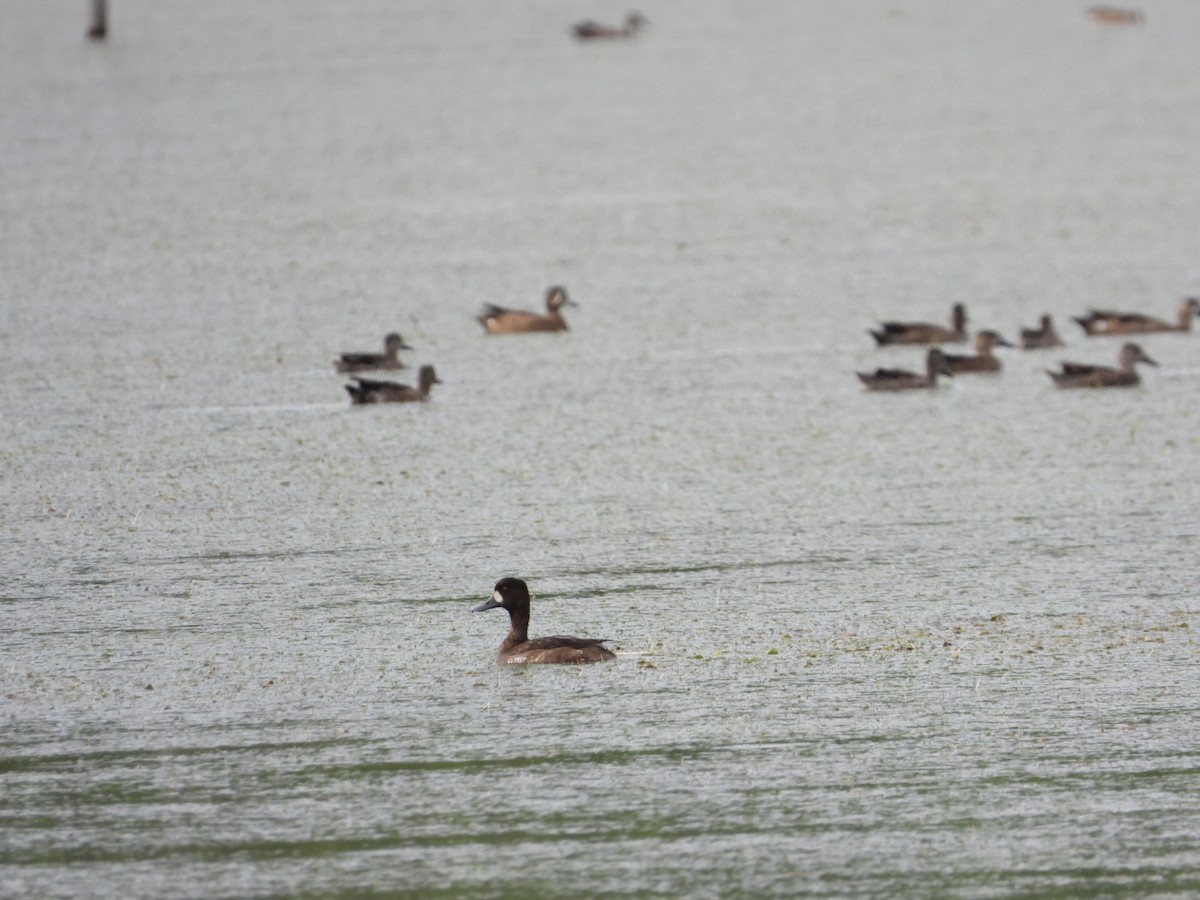 Lesser Scaup - ML645971420