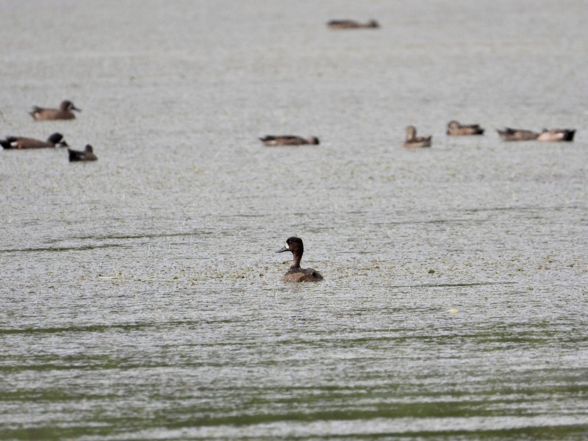 Lesser Scaup - ML645971421