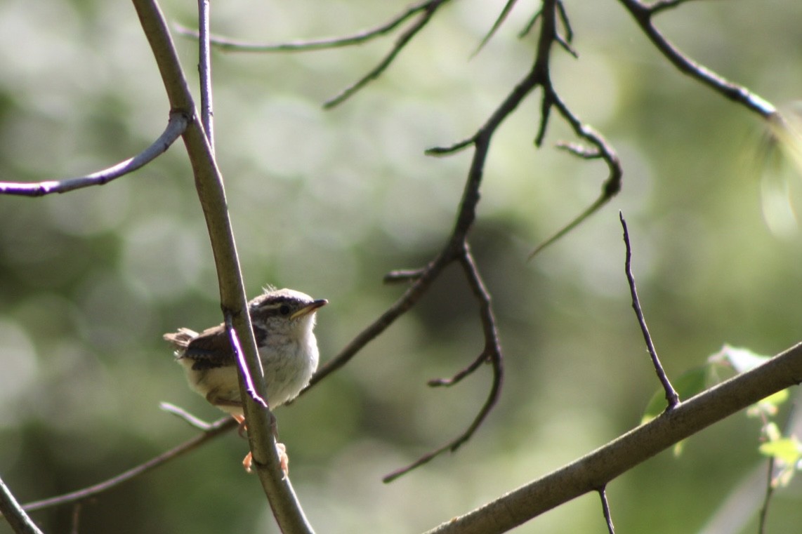 Carolina Wren - ML645971426