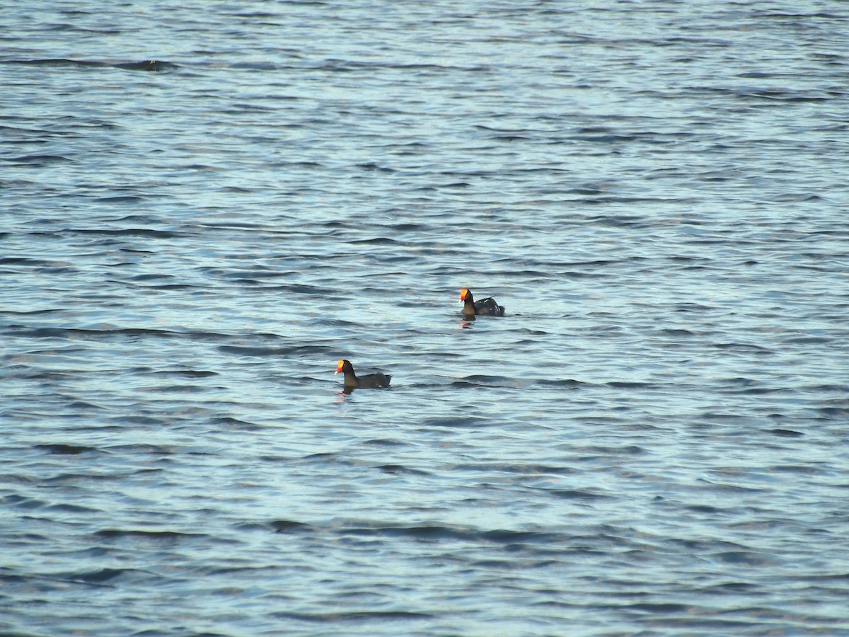 Common Gallinule - ML645971428