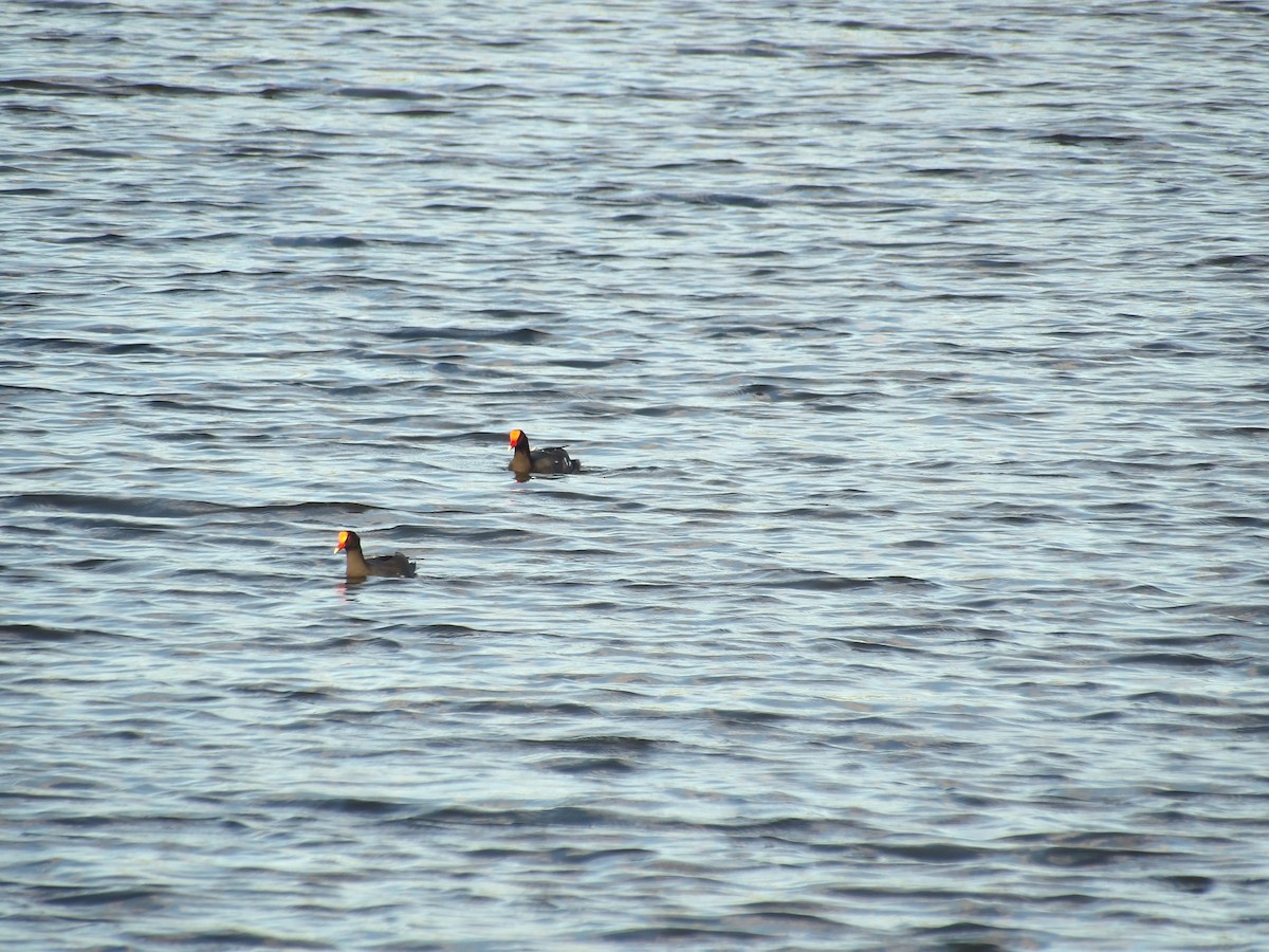 Common Gallinule - ML645971430