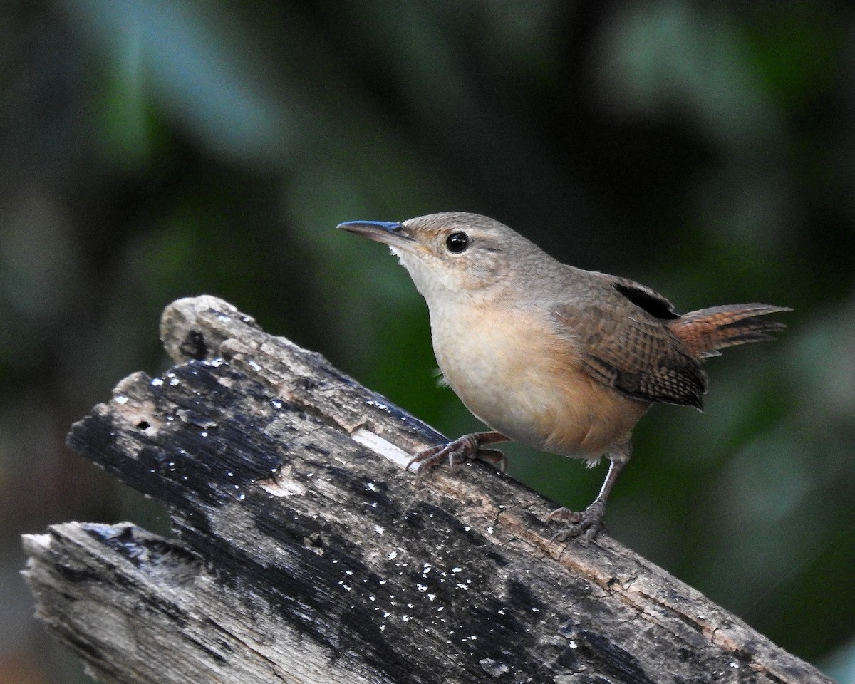 Southern House Wren - ML645971440